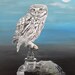 Little Owl on Tap - Eric Kempson
