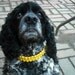 Girl Dog Collar, Dog necklace, Yellow Dog Collar