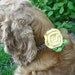 Floral Dog Collar Accessory, Pale Yellow & Green Bloom, Custom Colors Available