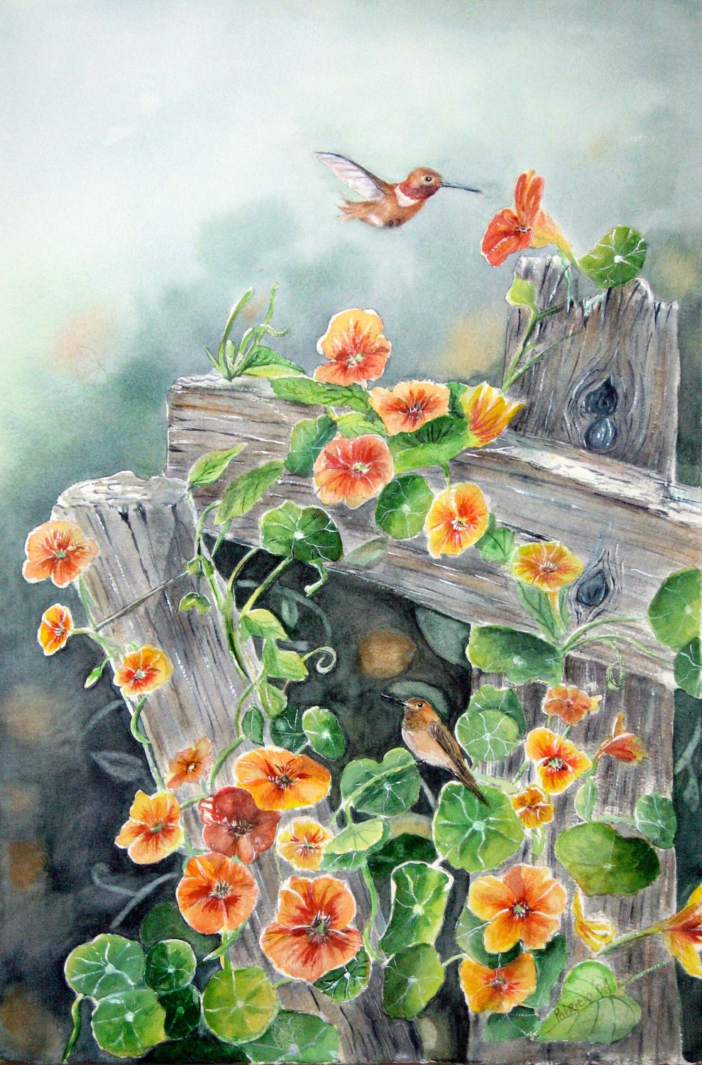 original watercolor of hummingbirds and nasturtium on old fence