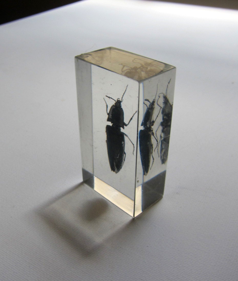 Insect bug beetle specimen embedded in clear lucite acrylic resin block paperweight - evaelena