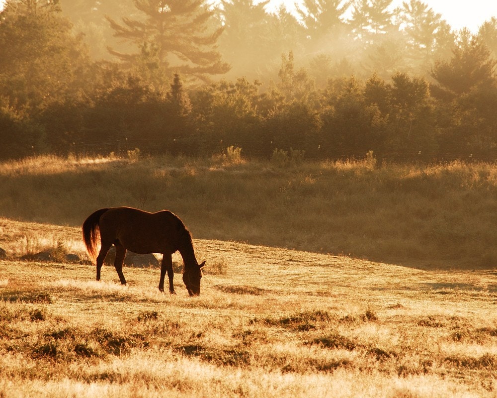 Morning Gold 8X10 Fine Art Photograph