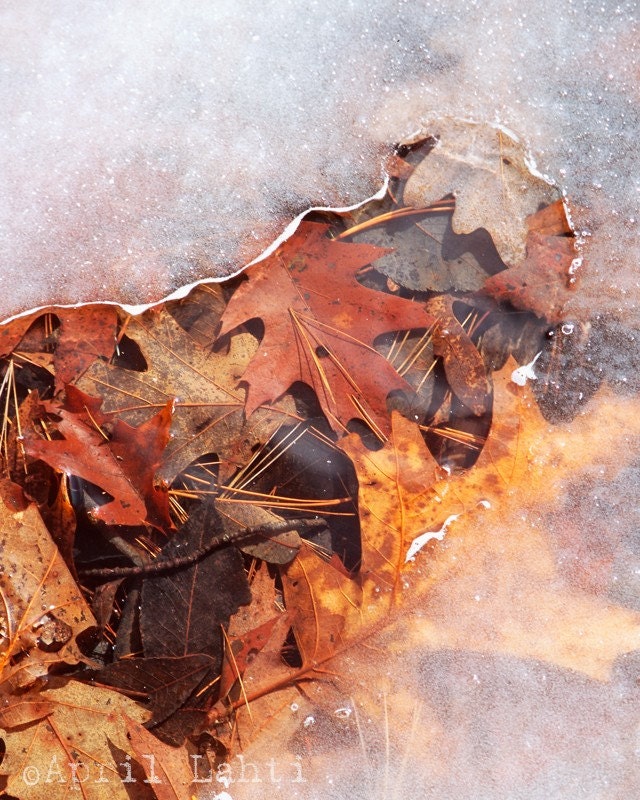 Under the Ice 8X10 Fine Art Photograph