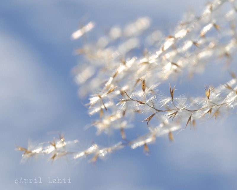 Grasses of Winter 8X10 Fine Art Photograph