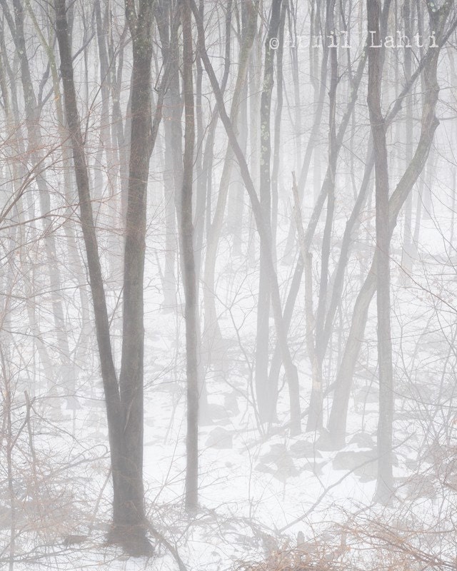 Forest Fog 8X10 Fine Art Photograph