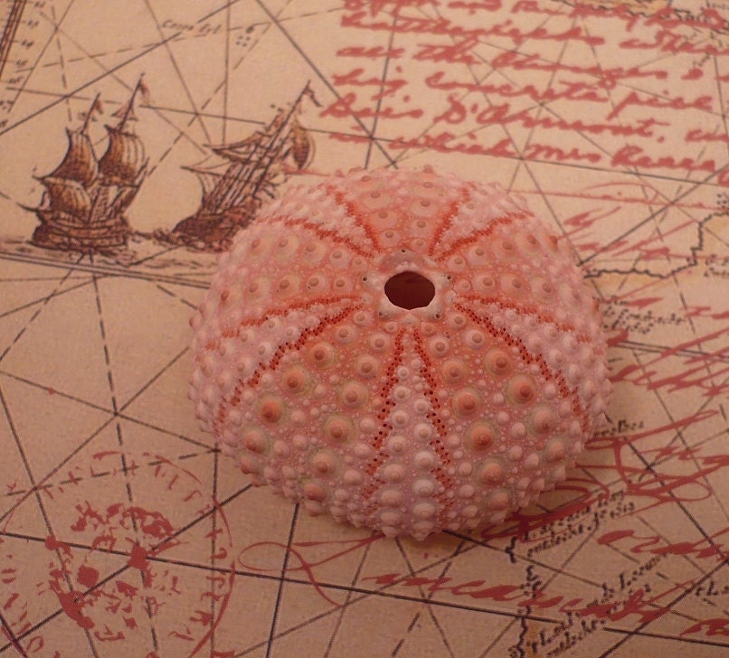 4pc 2" Pink Sea Urchins