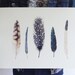 Feathers 2 - 11x17 Print