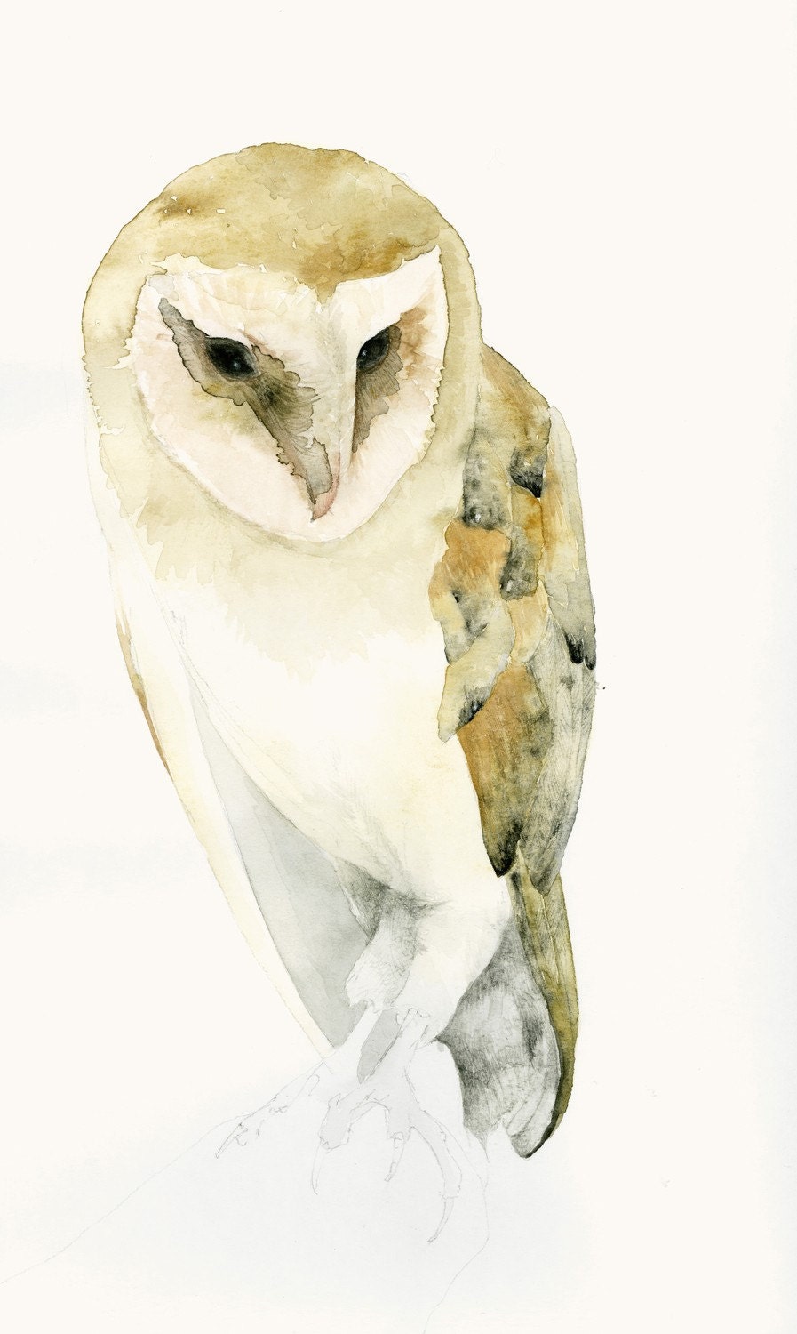 Barn Owl Fine Art Print from Original Watercolor