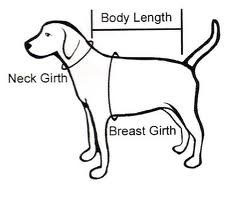 How to Measure Your Dog