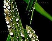 Fine Art Photography Print - Wet I (from the series "Cloudy & Wet") - 17"x32" Wall Art Home Decor