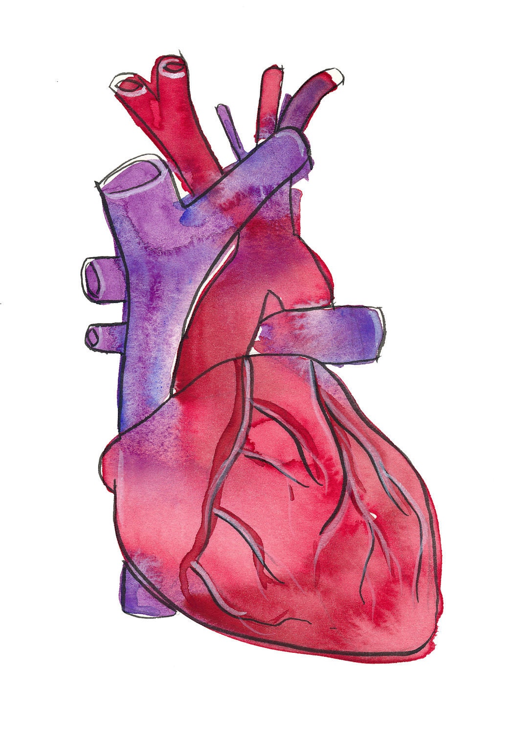have a heart-signed archival anatomical heart illustration fine art print