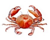 Crab Original Watercolor painting fine art artwork wall home decor ocean sea animal illustration 13x19