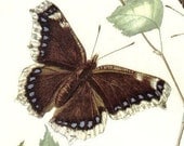 1956 Mourning Cloak, White Petticoat or Grand Surprise Butterfly Vintage Offset Lithograph to Frame