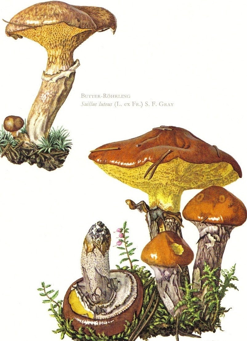 1964 Slippery Jack or Sticky Bun Mushroom Vintage Offset Lithograph to Frame