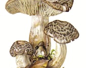 1963 Soap Scented Toadstol, Soapy Knight and Tiger Tricholoma Vintage Offset Lithograph to Frame