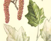 1960 Leaves and Catkins of the White Poplar Vintage Offset Lithograph to Frame