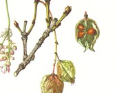 1959 Leaves Flowers and Fruits of the European Bladdernut Vintage Offset Lithograph to Frame