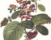 1958 Leaves, Flowers and Fruits of the Wayfaring Tree Vintage Offset Lithograph to Frame