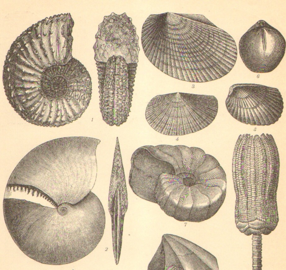 u pb dating of cements in mesozoic ammonites These u-pb dates of cements are 10 to 20 myr younger than the numerical ages of the biostratigraphic intervals from which the ammonites derive the u-pb dates are taken to represent the time at which the aragonite shell of the ammonite inverted to calcite and released its u to precipitate in a late-diagenetic alteration of early-diagenetic fringing cements concentrations of u and pb. u pb dating of cements in mesozoic ammonites These u-pb dates of cements are 10 to 20 myr younger than the numerical ages of the biostratigraphic intervals from which the ammonites derive the u-pb dates are taken to represent the time at which the aragonite shell of the ammonite inverted to calcite and released its u to precipitate in a late-diagenetic alteration of early-diagenetic fringing cements concentrations of u and pb.