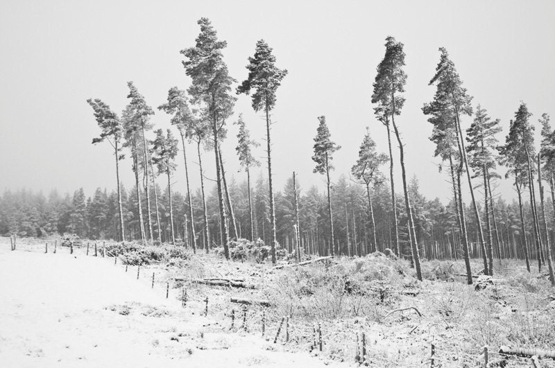 Winter trees forest photography, magical black and white landscape fine art, dreamy English home decor artwork. 8x10 photo print. UK seller