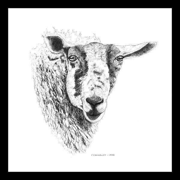 Ink Drawing Art Illustration Print Traditional Art Animal Art Black And White Art Sheep Portrait Pen And Ink Pointillism