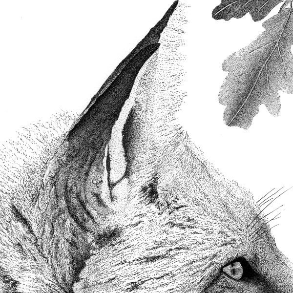 Art Illustration Drawing Traditional Art Print Black And White Art Fox Art Animal Art Monochrome Art  Pen And Ink Pointillism