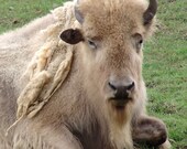 Great White Buffalo - 8x10 Giclee Print