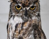 Great Horned Owl - Colorado 5x7 Fine Art Giclee Print