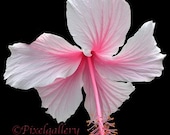 Pink Hibiscus 6x7 Fine Art Giclee Print