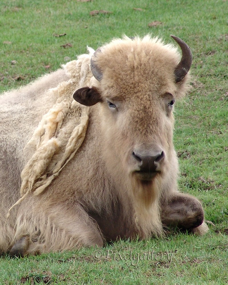 Great White Buffalo