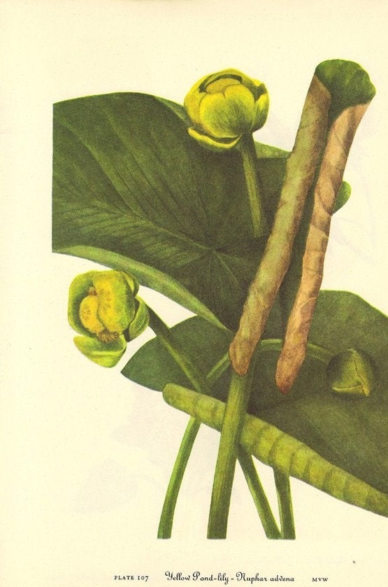 Vintage Botanical Print 1968 LILY Color Wild Flowers of America Book PLATE 107 108 109 Yellow Pond Lily and Globe Flower Heart Leaved Caltha