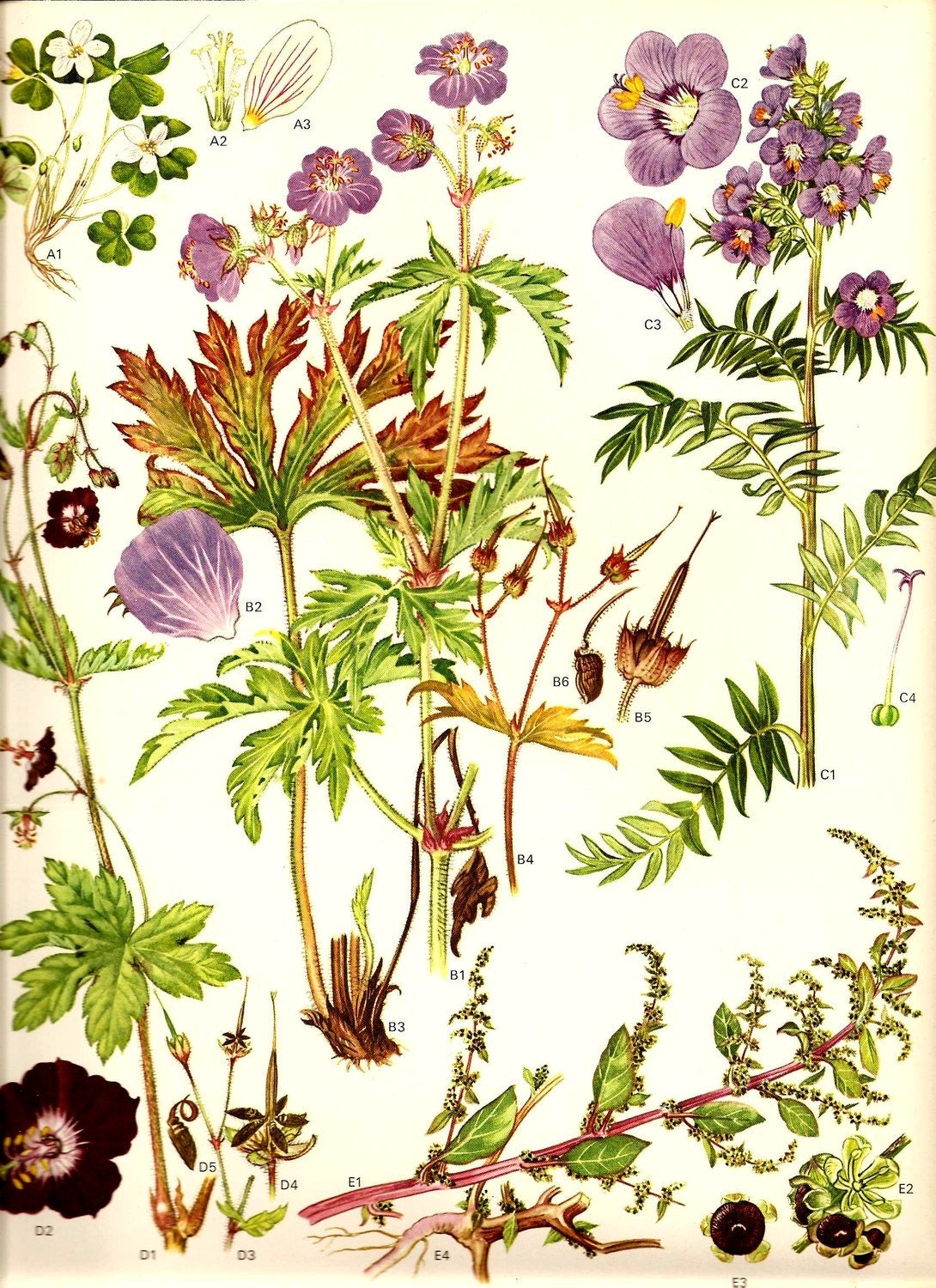 Vintage 1970 Color Art Print Wild Flowers Book PLATE 14 Wood Sorrel, Meadow Cranesbill, Dusky Cranesbill, Jacob's Ladder