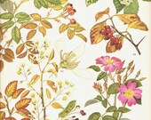 Vintage 1970 Color Art Print Wild Flowers Book PLATE 153 Beautiful Wild Roses Pink White Prairie Rose, Cockspur Thorn and Petals Chart