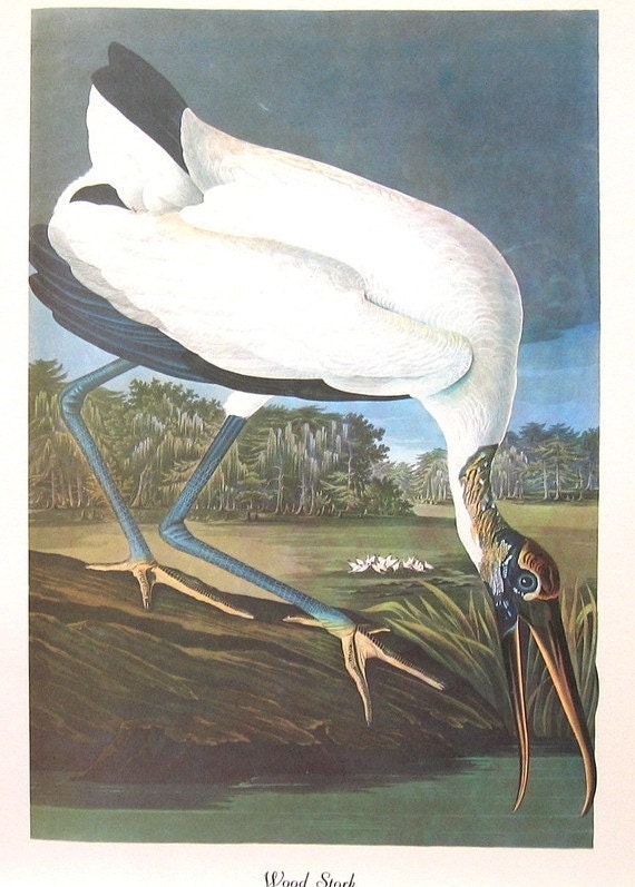 Audubon Pink Wood Stork Birds of America Vintage 1979 Art Print Collectable Book PLATE 108 Beautiful White Wood Stork Trees Lake