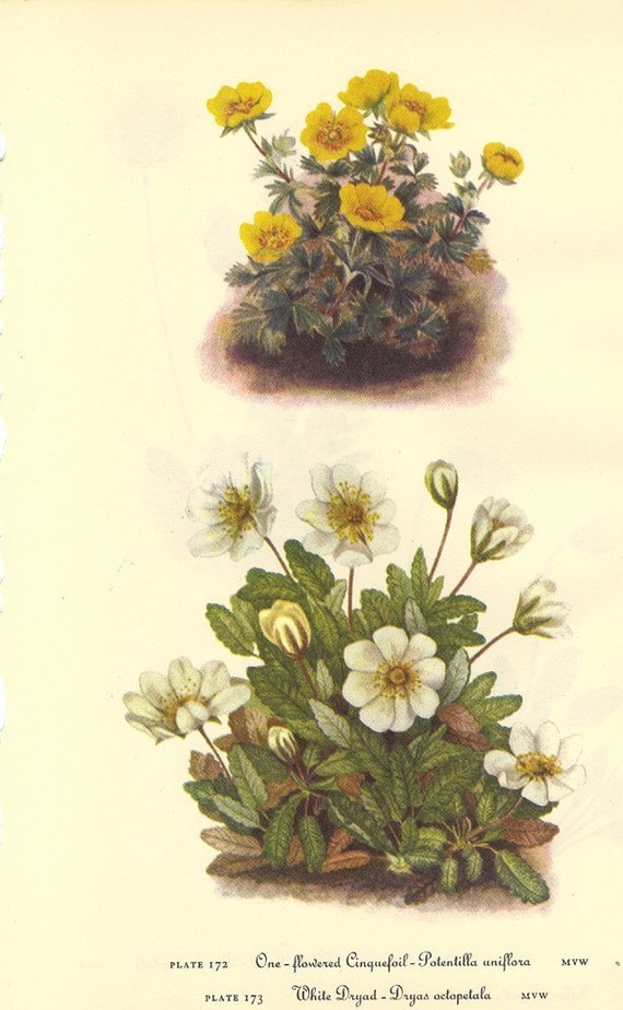 ������ 1968 ������� ������ ����� ����� ������� Frameable PLATE ����� 172 173 174 175 ������ ����� � � ������ � ���� Flowered ��������