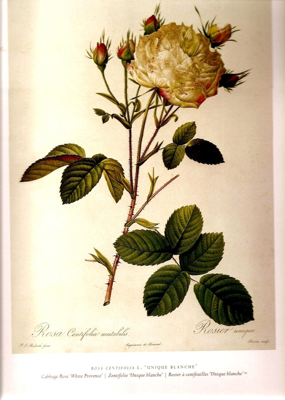 Redoute 2007 �������� ��� ��������� ������ Frameable ����� ������������� 71 72 ������� ����� ���� �������� �������� ��������� ������� Rose Pink