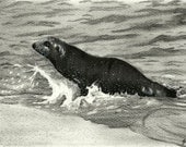 Sea Lion Marine Mammal Charcoal Drawing