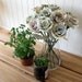 One Dozen Map Roses, Made to Order