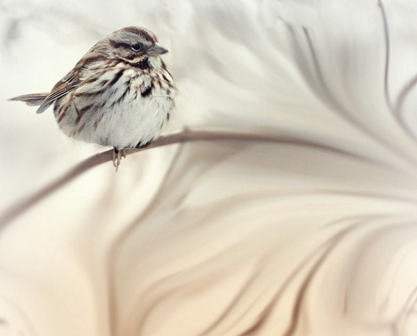 Dreamy SONG SPARROW, a romantic woodland songbird 8x8 print