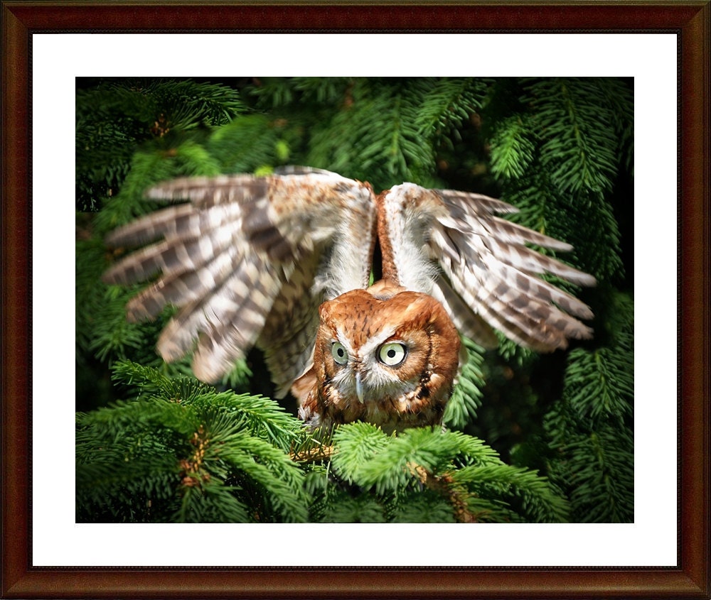 WINGS, a magical screech owl 8x10 print