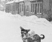 Winter Snow Holiday Village Photo Collage Dog Greeting Card