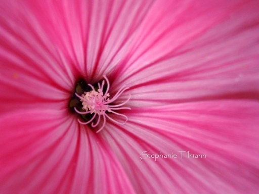 Easter,  Spring, Pink, Flower, 5x7 Print - Nature Photography - 8daysOfTreasures