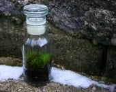 Moss Terrarium, Earth Day, Emerald,  Mini Apothecary - Green, Gift