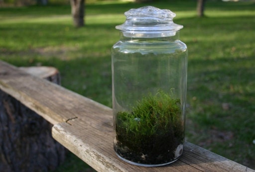 Moss Terrarium - Terrarium, Candle Holder, Green, Garden, Summer, Woodland