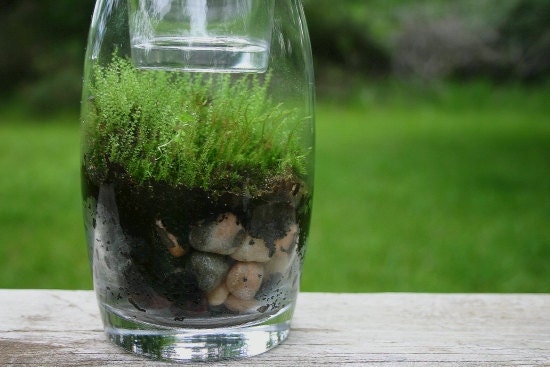 Moss Terrarium, Earth Day,  Moss, Spring, Green, Emerald, Candle Holder,  Garden