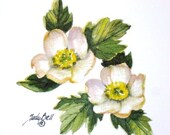Globe Flower Wildflower Watercolor Print Of Painting