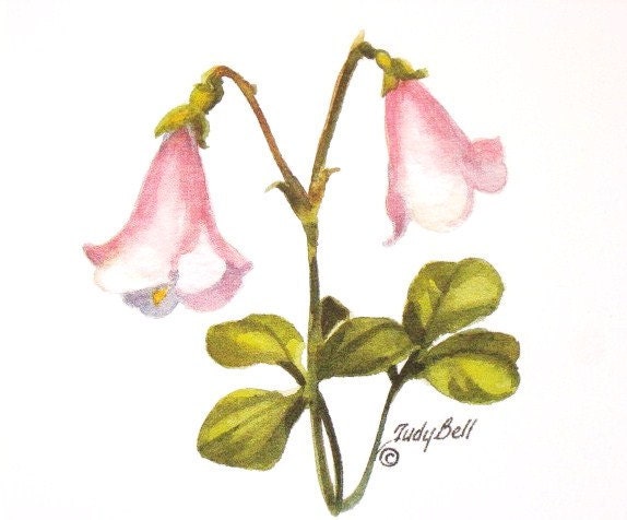 Wildflower - Pint Twin Flower Watercolor Painting Print