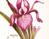Iris Flower Art Print Of Watercolor Painting