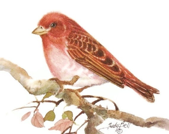 Purple Finch Watercolor Painting Bird Print