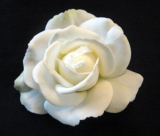 Realistic Natural White Rose Bridal Hair Clip, BESTSELLER